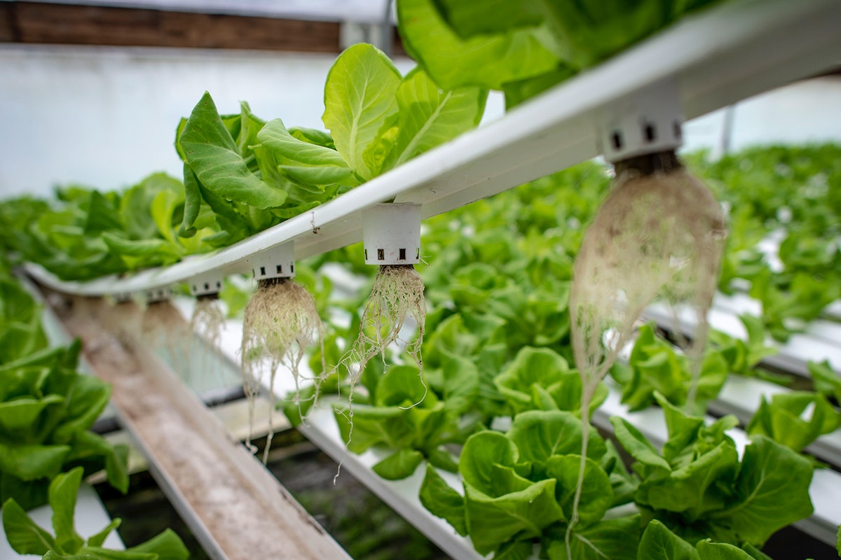 Hydroponics 101 A Comprehensive Beginner's Guide to Growing Plants